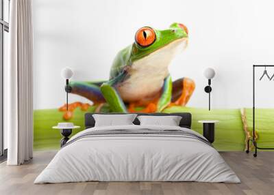 red-eyed tree frog on bamboo Wall mural