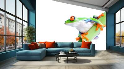 red-eyed tree frog Wall mural