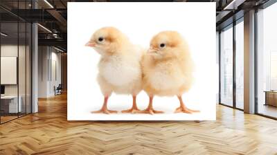 two baby chicks isolated on white Wall mural