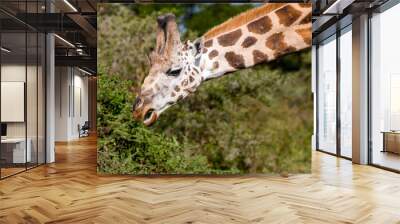 giraffe eating grass Wall mural