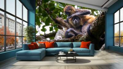 Spidermonkey Wall mural