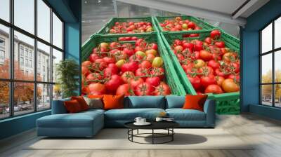 Background of group red tomatoes. Ripe natural branch tomatoes. Wall mural