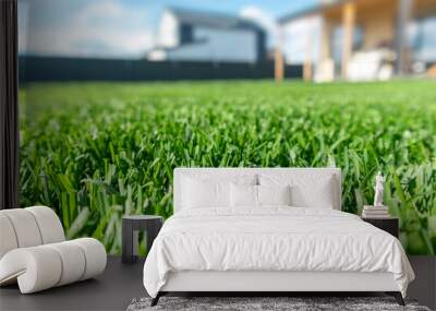 Close up of green lawn on a sunny day. Blue sky on the background. Selective focus Wall mural