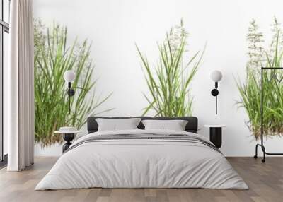 Set of grass bushes isolated. Creeping Bentgrass. Agrostis stolonifera. 3D illustration Wall mural