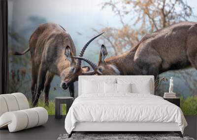 two waterbucks playing, head-butting, queen elizabeth national park, uganda, africa Wall mural