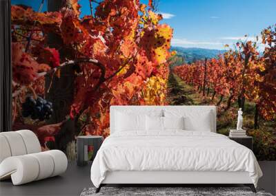 Italian vineyard in autumnal foliage and Sagrantino grapes Wall mural