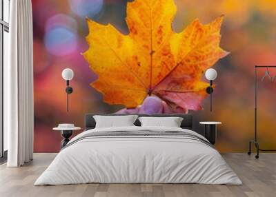 A hand holding a vibrant colored maple leaf. Wall mural