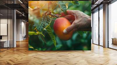 Hand picking a ripe mango from a tree in sunlight. Wall mural