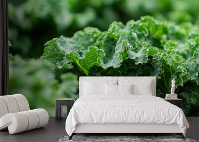 A close-up of kale plants growing in a hydroponic system, their deep green leaves indicating robust health Wall mural