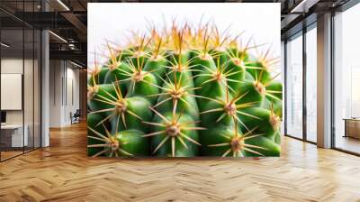 Extreme close-up detailed shot of a spiky cactus plant in natural habitat isolated on white background Wall mural