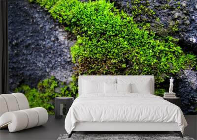 selective focus, moss on the rock. Wall mural