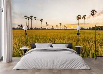 Sugar palm tree or Toddy palm field in morning beautiful sunrise at Sam Khok district Pathum Thani Wall mural