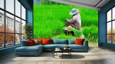 Farmers are planting rice in the farm. Wall mural