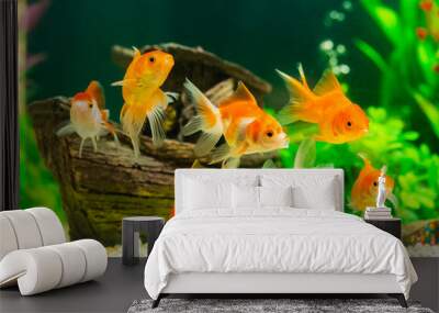 goldfish in aquarium with green plants Wall mural