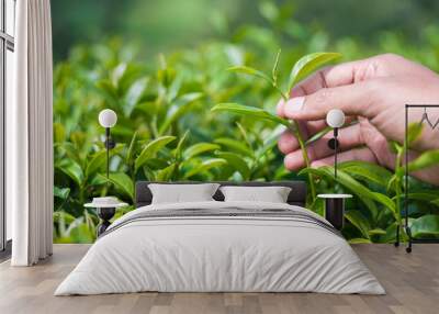 Man hand picking fresh tea leaves. Wall mural