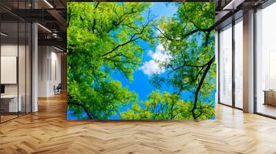 Tree canopy Wall mural