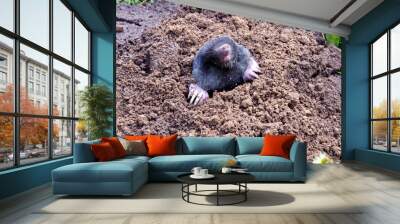 mole head and legs mole-hill. parasitic animal Wall mural