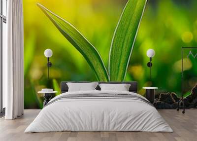 Sprout growing from the ground on a green grass background, close-up. Sunlight. New life concept.

 Wall mural