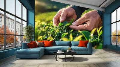 Close-up of hands plucking fresh tea leaves in a mountain setting, highlighting the natural and organic process. Wall mural