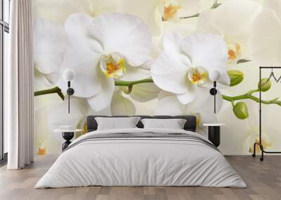 Large white Orchid flowers in a panoramic image Wall mural