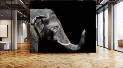 Portrait of an elephant on a black background. Isolated Wall mural