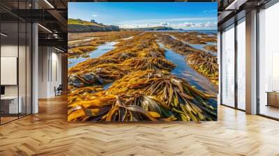 Coastal kelp being spread out to dry in the sun for sustainable seaweed harvesting , coastal, kelp, drying, sun Wall mural