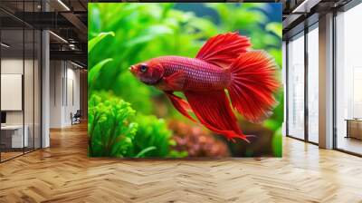 Red betta fish swimming in a lush, planted aquarium , aquarium, freshwater, pet, fish, vibrant, colorful, aquatic Wall mural