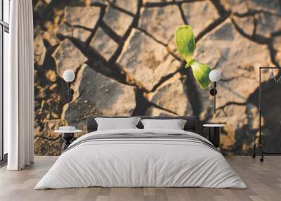 Little green plant on crack dry ground, concept drought Wall mural