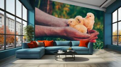 Little yellow chickens in the hands of a man on a background of green grass in the rays of sunset Wall mural