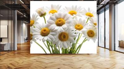 Bouquet of large white daisies isolated on a white background Wall mural