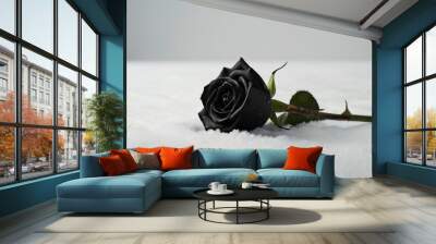 black rose with water drop placed on the white background abstract nature beauty  Wall mural