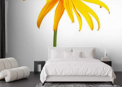 Single compound flower of a Rudbeckia isolated on white Wall mural