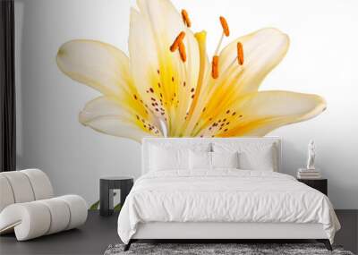 Single stem with a bright yellow lily flower isolated Wall mural