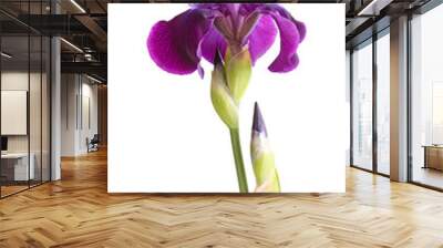 Stem with deep purple iris flower isolated on white Wall mural