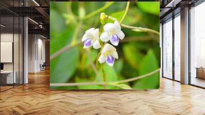 very beautiful white and purple wild flowers Wall mural