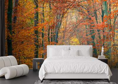 Colorful autumn park Wall mural