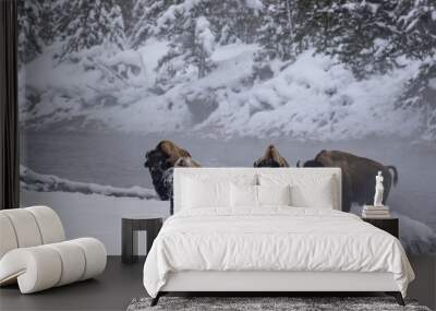 bison herd at river's edge with snowy faces Wall mural