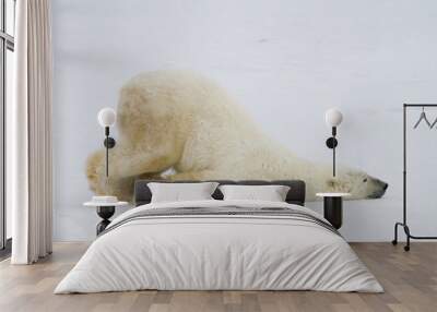 silly polar bear Wall mural