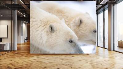 Two polar bears mom and cub side by side in frame with heads, ears showing and looking the same direction in synchorisation taken in Churchill, Manitoba, northern Canada during their migration sea ice Wall mural