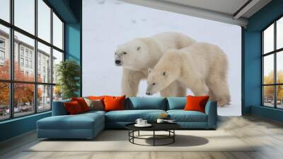 Two polar bears walking across the frozen sea ice in northern Manitoba during their migration to the frozen ocean for winter hunting months in northern Canada, Manitoba.  Wall mural