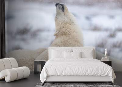 Ursus maritimus, polar bear family seen taking a nap, hunkering down in snow storm during fall in northern Canada with blurred snow background.  Wall mural