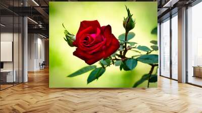 Live Red Rose Rosaceae Rosoideae Rosa Flower and Rosebuds for Valentines Day Wall mural