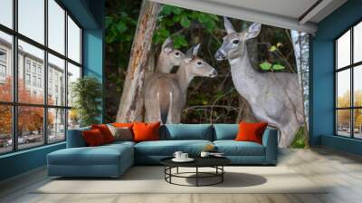 White Tailed Deer doe and two fawns with ears up, look around cautiously while foraging for food in the wilderness forest of Minnesota. Wall mural