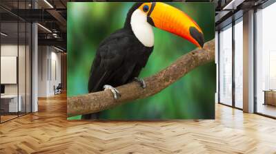 Toucan Wall mural