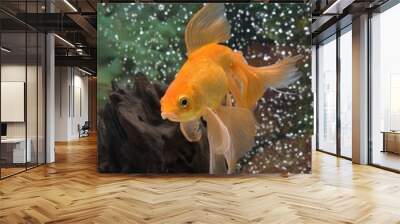 goldfish Wall mural