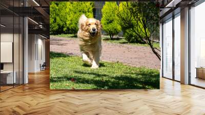 An adult Golden Retriever dog runs in an open field with green grass. Freedom and happiness concept.
 Wall mural