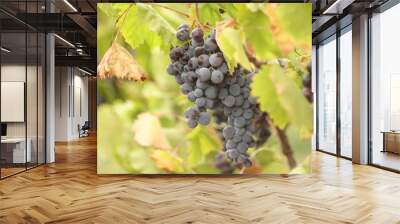 Grapes Wall mural