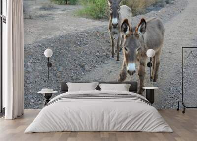 A mama wild burro and her babe roaming the Mojave Desert, in the Parker Dam area, San Bernardino County, California. Wall mural