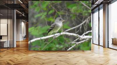 Eastern wood pewee perched on a branch within the woodland forest of the Bombay Hook National Wildlife Refuge, Kent County, Delaware. Wall mural