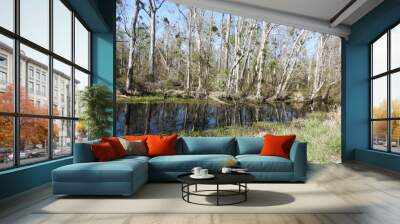 The natural beauty of the Great Dismal Swamp National Wildlife Refuge, in Suffolk, Virginia. Wall mural